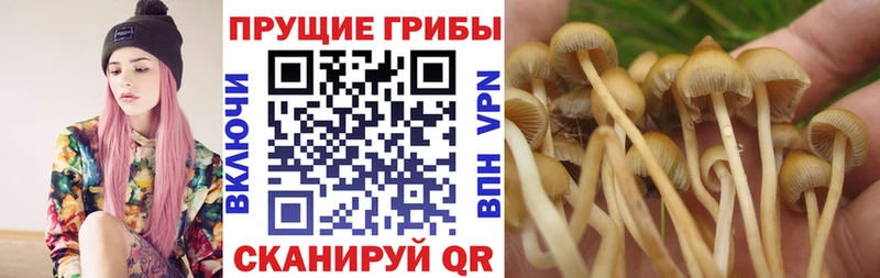 Галлюциногенные грибы прущие грибы  продажа наркотиков  Гусиноозёрск 